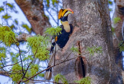 Home Alone: Nesting Curiosities of the Great Hornbill | RoundGlass | Sustain