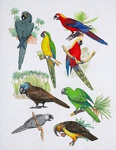 Illustration of extinct parrots. Clockwise from top right: Cuban red ...