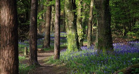 Walking in the Slieve Bloom - Visit Offaly