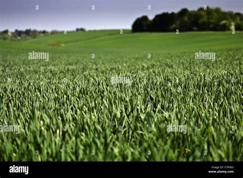 UK Arable Crop in April Stock Photo: 36464795 - Alamy