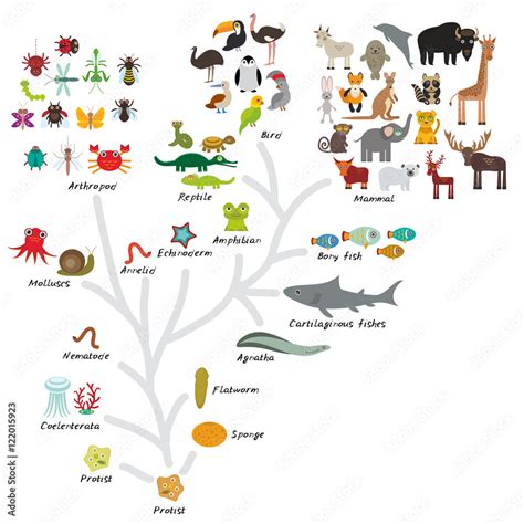 Evolution Of Animals Chart