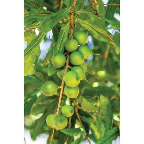 Macadamia Nut Tree (Macadamia integrifolia) for Sale