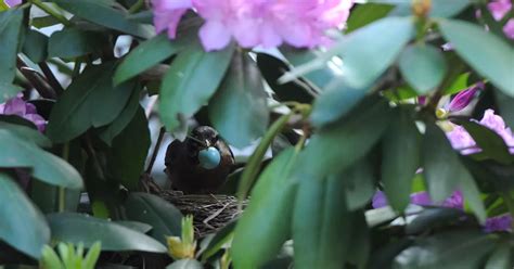 American Robin Nest in Sudbury | Sudbury Valley Trustees