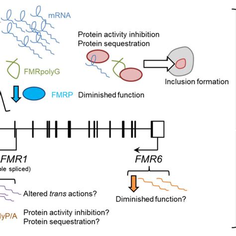 Figure A2. Relative expression of FMR1 and IRF2BPL genes in whole blood ...