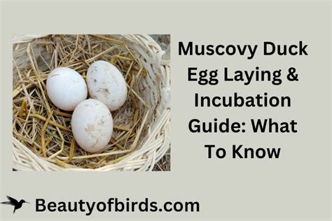 Muscovy Duck Egg Laying Incubation Guide | Earth Life