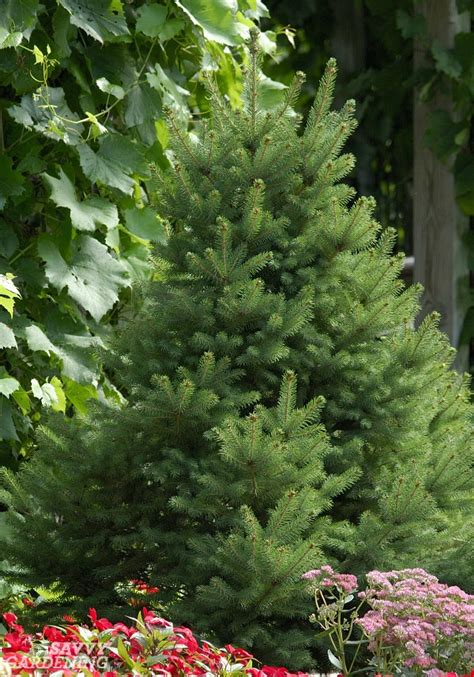 Dwarf Evergreen Trees: 15 Exceptional Choices for the Yard and Garden