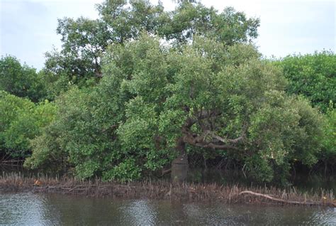 Mangrove bonsai