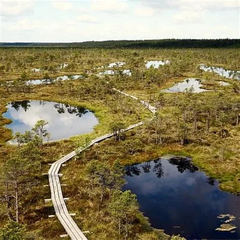 What Is a Bog? (Definition, Benefits & Facts) - Pond Informer