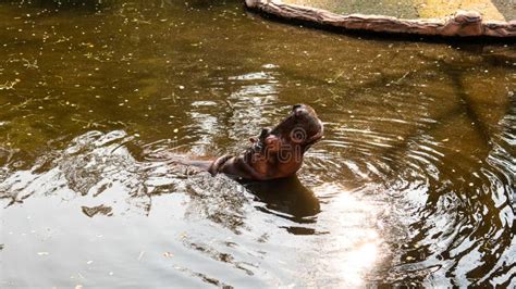 Hippo Feeding by Guests of the Zoo. Reproduction and Care of Hippos ...