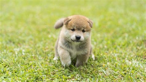 Shiba Inu Price Guide | 2024