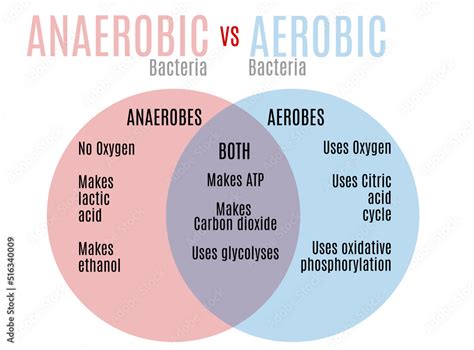 Anaerobic Vs Aerobic Bacteria