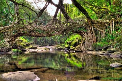 Living Root Bridges, Meghalaya: A Marvel Of Nature