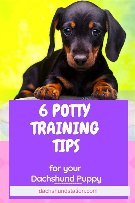 6 Easy Tips For Potty Training Your Dachshund- Dachshund Station ...