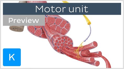 Vertebral Motor Unit