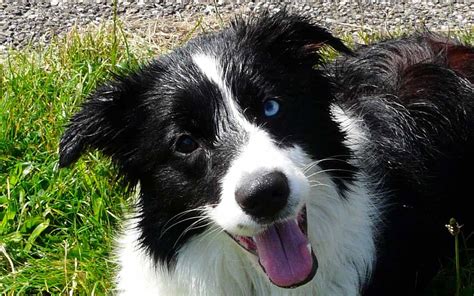 Understanding Collie Eye Anomaly: Causes, Symptoms, and Treatment | SyncPlus Pets