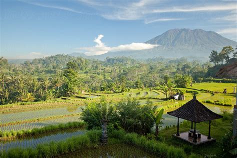 "Rice Plantation" by Stocksy Contributor "Milles Studio" - Stocksy