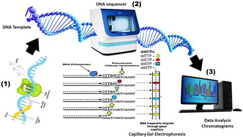 High-Throughput Sequencing and Metagenomic Data Analysis | IntechOpen