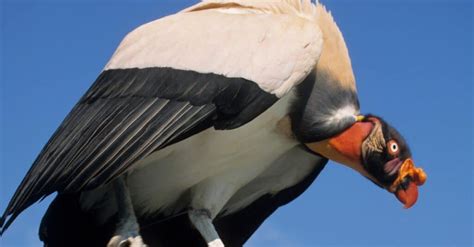 Bird Teeth: Do Birds Have Teeth? - Unianimal