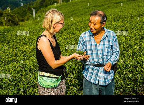 Tea Plantation in Kakegawa, Japan Stock Photo - Alamy