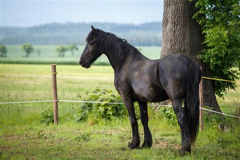 Here's What You Need To Know About Friesian Horse Temperament — Animal ...