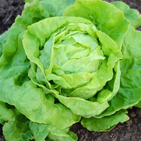 Victoria Lettuce Seed - Territorial Seed Company