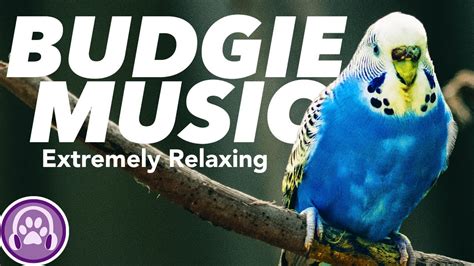 Budgie Music - Instantly Make your Budgie happy and relaxed! 🦜 - YouTube