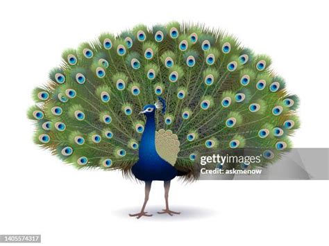 109,048 Peacock Stock Photos, High-Res Pictures, and Images - Getty Images