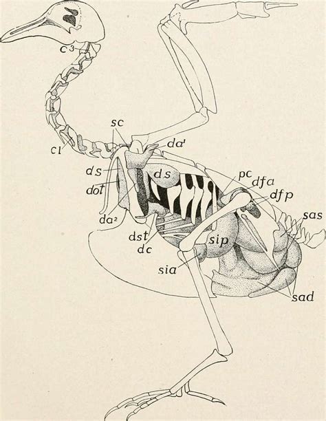 Comparative anatomy of vertebrates (1912) (20481756330) - PICRYL Public Domain Search