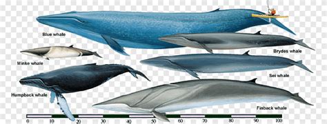 Sei whale Fin whale Rorquals Bryde's whale Cetaceans, Bowhead Whale, Sei whale, Fin whale png ...