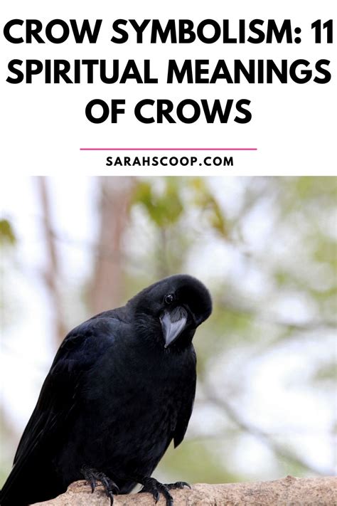 Crow Symbolism and Meaning: 11 Spiritual Meanings of Crows | Sarah Scoop