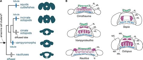 Frontiers | Cephalopod Brains: An Overview of Current Knowledge to ...