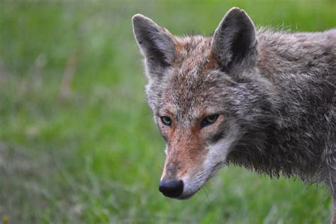 Coyote eyes | “An animal's eyes have the power to speak a gr… | Flickr