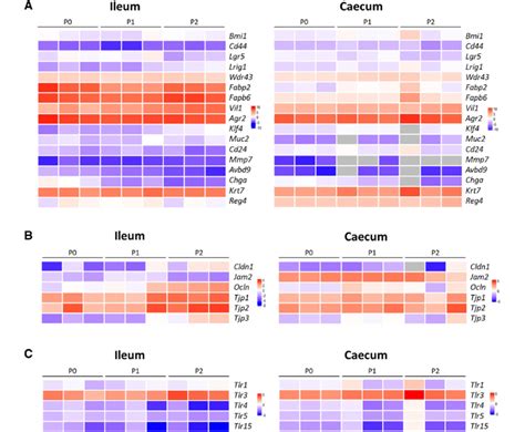 Relative gene expression of cell and function markers in chicken ileal... | Download Scientific ...