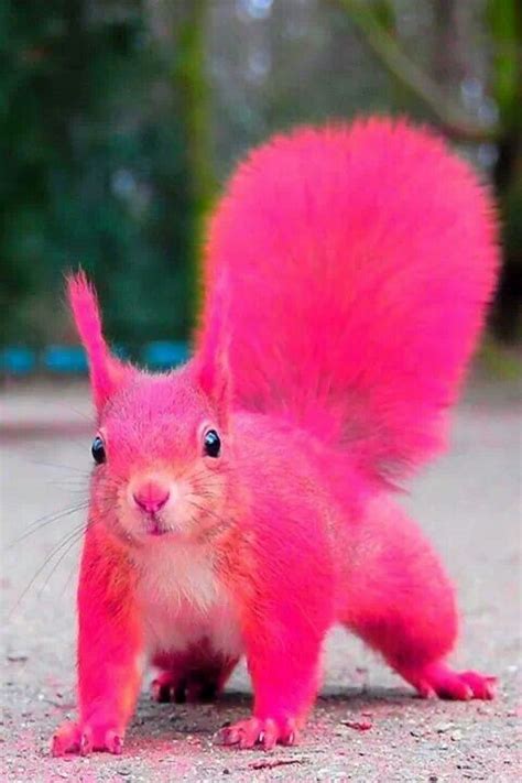 OK, so not that kind of pink squirrel! The pink squirrel I am talking about is an adult ice ...