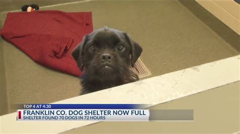 Franklin County Dog Shelter hits capacity - YouTube