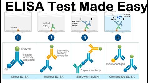 ELISA test; HIV Test. - YouTube