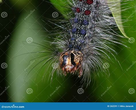 Caterpillar stock image. Image of eyes, nature, wildlife - 262291