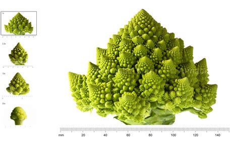 Fractal #1, Romanesco Broccoli - Annabel King Scientific and Biomedical ...