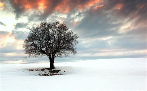 Discover more than 65 snow tree wallpaper best - in.cdgdbentre