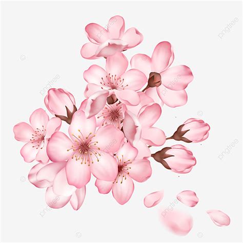 Uma Flor De Cerejeira Pintada à Mão E Botões De Sakura PNG , Clipart De ...