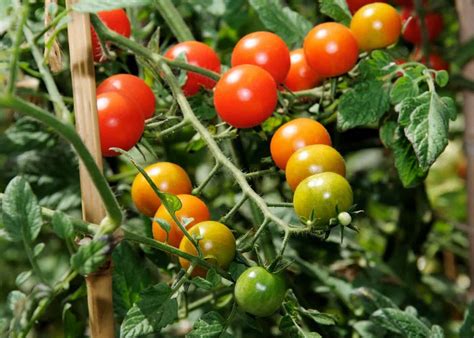 Sweet Million tomato 🍅 🎉 A prolific bounty in your garden