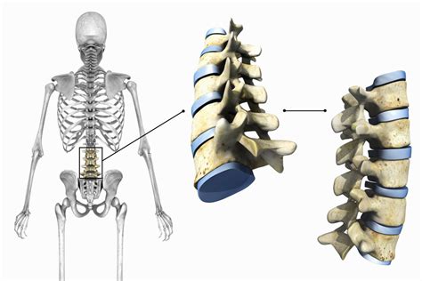 13 Astounding Facts About Cartilaginous Joints (Amphiarthroses) - Facts.net