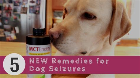 Canine Seizure Medication | donyaye-trade.com