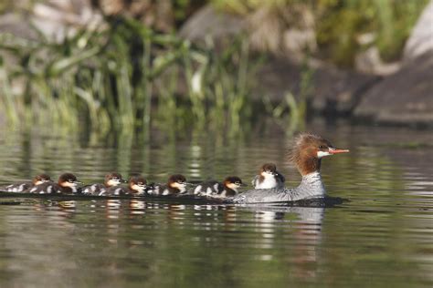 Common Merganser with ducklings Photograph by Mark Wallner - Fine Art America