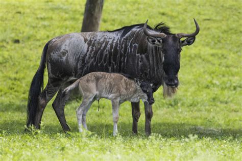 Baby wildebeest born at Busch Gardens | wtsp.com