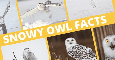 Cool Snowy Owl Facts (Insights into their Diet and Habitat)