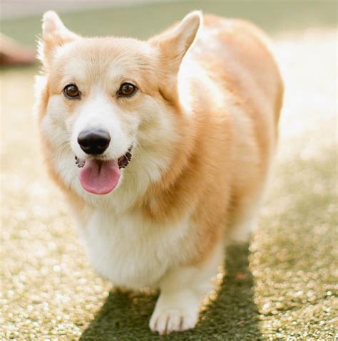 10 Haircuts Perfect For Your Corgi This Summer