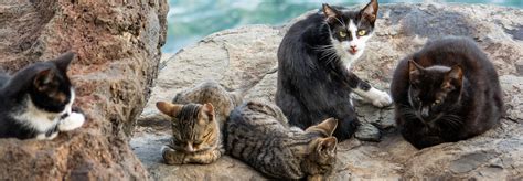 Australia to cull over two million feral cats by 2020