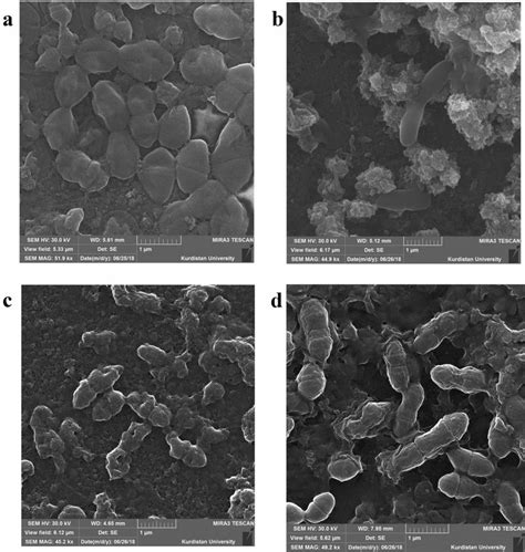 SEM images of E. faecalis mature biofilm treated with (a), Ca(OH)2;... | Download Scientific Diagram