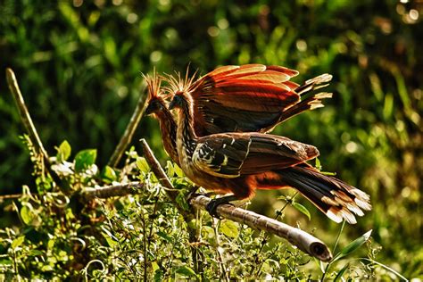 The Hoatzin is a species of bird native to the Amazon. Hoatzin chicks are born with claws on the ...